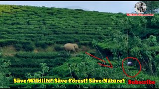 Elephant that chased the man கல்லால் அடித்தவனை துரத்திய யானை