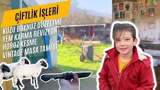 ÇİFTLİKSİ'DE BU HAFTA/KUZU BOYNUZ DÜZELTME/YEM KARMA REVİZYON/KÖY HOROZU/TAMİRAT TADİLAT