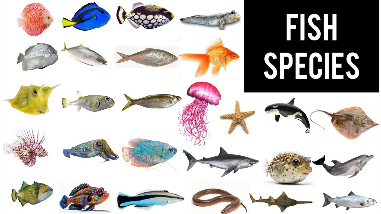 Names Of All Fish Species In English With Pictures || Fish Vocabulary ...