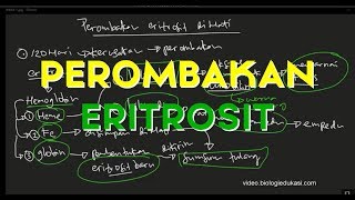 Perombakan Eritrosit ( Perombakan Sel darah Merah)