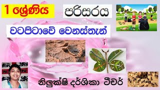 Grade 1 Sinhala Lessons / පරිසරය වටපිටාවේ වෙනස් තැන් /parisaraya /watapitawe wenas than