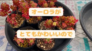 【多肉植物】今とってもかわいいオーロラをカットします✂️