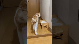 相当忙しかった猫 #トラまる #猫かわいい