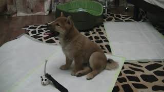 SHIBA-7