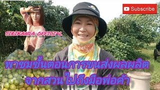 ศิริกานดา พาชมขั้นตอนการขนส่งพุทราไปส่งพ่อค้าที่ท่าเรือ(14ม.ค.2024)