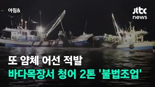또 얌체 어선 적발…바다목장서 청어 2톤 '불법조업' / JTBC 아침&