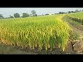 ਸੁਪਰੀਮ 110 ਝੋਨਾਂ ਇੱਸ ਵਾਰ ਫਿਰ ਕਾਮਯਾਬ.. agriculture paddy farming viralvideo