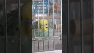 【インコ】水浴びの誘惑に負けて今日もやっぱり水浴びをするセキセイ （蒼系レインボー）♯shorts ♯セキセイ ♯多数 ♯水浴び ♯春 ♯飼い方 ♯レインボー ♯Budgerigar