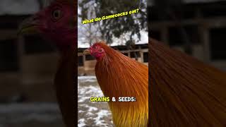 WHAT DO GAMECOCKS EAT? #gallos #gallosdecombate #youtubeshorts #Gamecocks #viralshorts #roosters