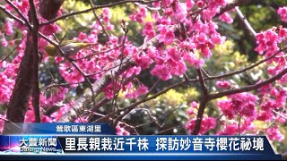 大豐新聞 - 鶯歌區東湖里 里長親栽近千株 探訪妙音寺櫻花祕境