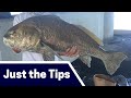 Massive Black Drum Fishing Tips: Where, Bait, and Tackle [Just the Tips]