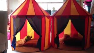 IKEA kids circus tent