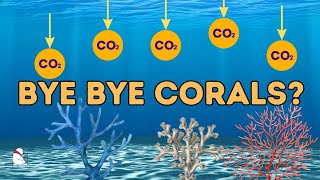 Why is Ocean Acidification so bad?