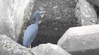 Pacific Reef Egret 120226 Japan.