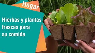 Hierbas y plantas frescas para sus comidas | Hogar