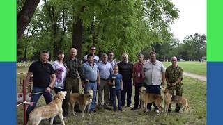 Новокубанские охотники представили своих питомцев на краевой выставке собак охотничьих пород.