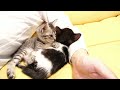 腕枕で仲良く眠る子猫たち【赤ちゃん猫　保護猫】