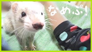 フェレットのぺろぺろも慣れたものです。 - ferret lab #256