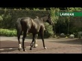 2015 lawman ballylinch stud