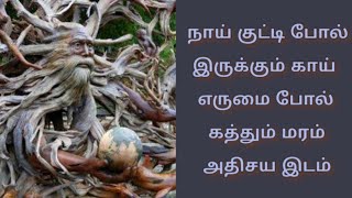 நாய் குட்டி போல் இருக்கும் காய். கத்தும் மரம் ....அதிசய இடம்