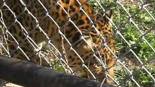 blind leopard Austin zoo