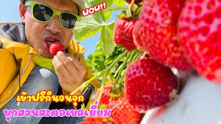 strawberry บ้านข่อย ดก แดง โพดโพ ดกอีหลี เข้าฟรีเก็บยังใงจนอวก5555