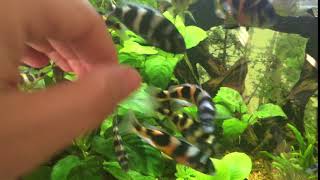 Haplochromis latifasciatus Tank