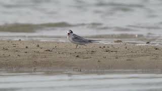 Little Tern's call