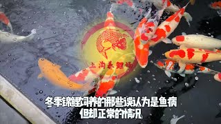 冬季低水温锦鲤出现这些情况，可不是生病了！鱼友们千万不要混淆