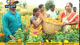 Jaikisan AP | 21st Aug'18 | Natural farmer of Kadapa district got good yield in Paddy and Marigold