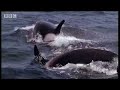 killer whales target prey bbc studios