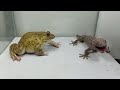 bullfrog vs gecko 🦎