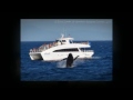 Harbor Breeze Cruises and Whale Watching