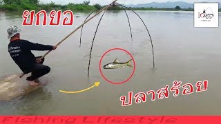 ยกยอได้ปลาสร้อยปลาแก้วแม่น้ำอิง อ.จุน จ.พะเยา  Fishing Lifestyle Ep.5