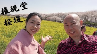 埼玉県幸手市の権現堂公園の桜と菜の花の最強コラボが圧巻！