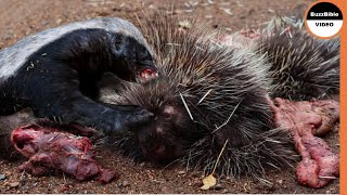 Porcupine Vs Honey Badger : Can Quills Save The Porcupine ?