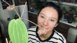 Хойя Латіфолія квіти Hoya Latifolia bloom