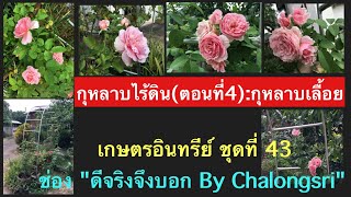 ปลูกกุหลาบไร้ดิน(ตอนที่ 4):กุหลาบเลื้อย เกษตรอินทรีย์ชุดที่ 43 ช่อง\