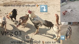 ਦੇਖੋ ਮਿੱਤਰੋ ਆਪਣੇ ਨਵੇਂ ਅਸੀਲ ਮੁਰਗੇ 🐓 ਅੱਜ ਆਪਾਂ ਆਪਣੀ ਬੱਕਰੀ ਦਿੱਤੀ ਵੇਚ ਮਿੱਤਰੋ 🐐