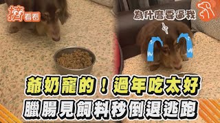 爺奶寵的！過年吃太好 臘腸見飼料秒倒退逃跑｜TVBS新聞｜擠看看