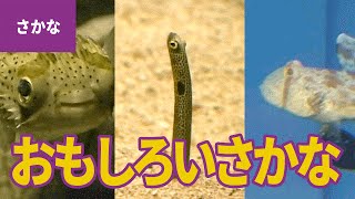 水の生き物（3）おもしろい魚：ハリセンボン／チンアナゴ／ニシキアナゴ／オトメハゼ／カニハゼ／ダルマガレイ／ホウボウ