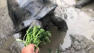 快樂魚場遊～巨龜餵食，上一集是小朋友而已