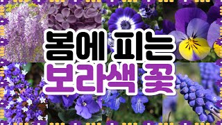 4월, 5월 봄에 피는 보라색꽃