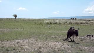 Injured Wildebeest 2