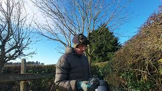 How to Pollard Two Tree's and it's minus 7°C. #treework #hardworkpaysoff #garden