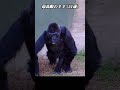 東山動物園の最高齢ゴリラのネネ🦧 gorilla ゴリラ 東山動物園 गोरिल्ला