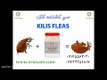 سم قوی برای دفع سریع کک، kills flea