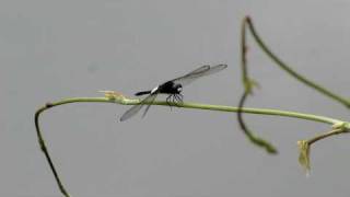 コシアキトンボ（Pseudothemis zonata）　　2010  Video 03