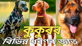 কুকুৰৰ বিভিন্ন জনপ্ৰিয় প্ৰজাতি | Nabajyoti Boruah