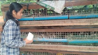 Easy to Quail and get a lot of Profit របរចិញ្ចឹមក្រួចស្រួលចិញ្ចឹមបានផលច្រើនម្ចាស់រស់យ៉ាងស្រួល